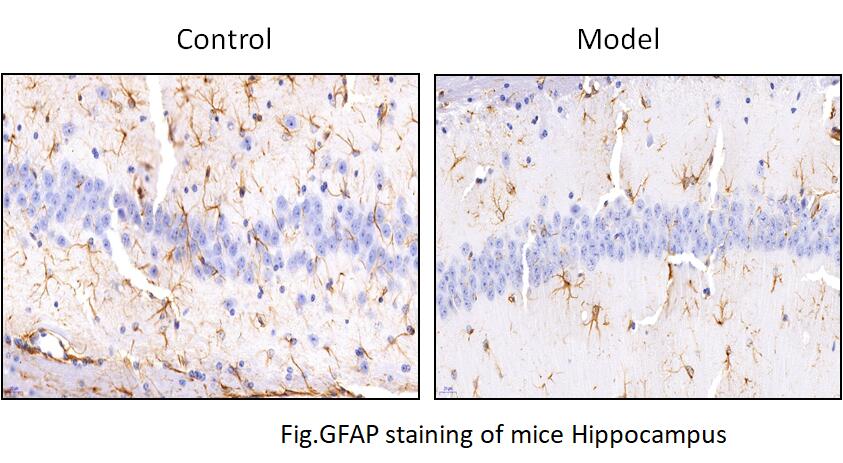 Mouse Model for Sleep Deprivation (SD)
