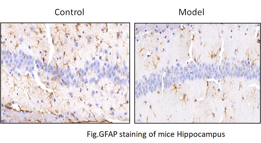 Mouse Model for Sleep Deprivation (SD)