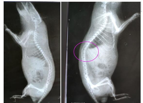 Rat Model for Intervertebral Disc Degeneration (DDD)