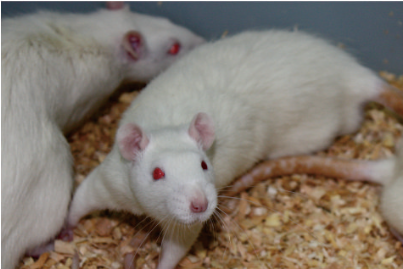 Rat Model for Chronic Pancreatitis (CP)
