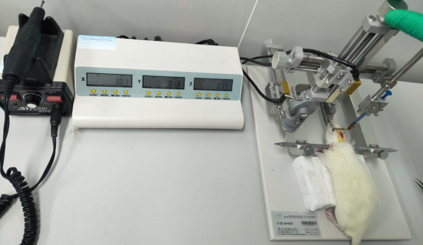 Rat Model for Cerebral Hemorrhage (CH)