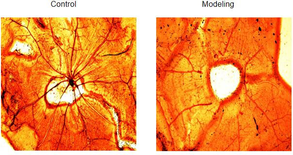 Rat Model for Diabetic Retinopathy (DR)