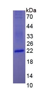 Eukaryotic Interferon Alpha (IFNa)