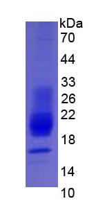 Eukaryotic Interferon Gamma (IFNg)