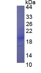 Eukaryotic Interferon Gamma (IFNg)