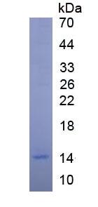 Eukaryotic Insulin Like Growth Factor 1 (IGF1)