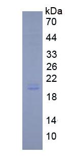 Eukaryotic Interleukin 11 (IL11)