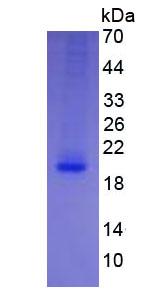 Eukaryotic Interleukin 4 (IL4)