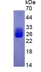 Eukaryotic Interleukin 6 (IL6)