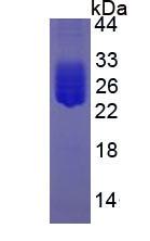 Eukaryotic Interleukin 6 (IL6)