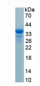 Eukaryotic Leukemia Inhibitory Factor (LIF)