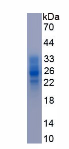 EPA120Hu62.png