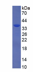 Eukaryotic Stem Cell Factor (SCF)