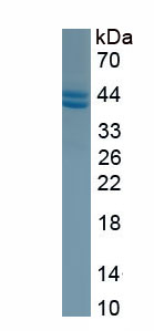 EPA133Mu62.jpg