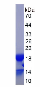 Eukaryotic Vascular Endothelial Growth Factor C (VEGFC)