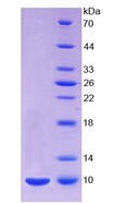 EPA164Hu61.png