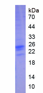 Eukaryotic Interferon Alpha 2 (IFNa2)