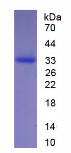 Eukaryotic Neutrophil Elastase (NE)