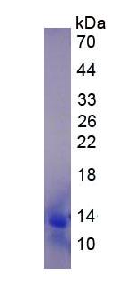 Eukaryotic Monocyte Chemotactic Protein 4 (MCP4)