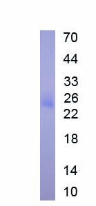 EPA257Hu61.jpg