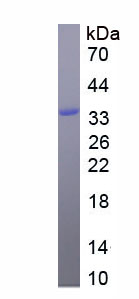 Eukaryotic Collagen Type I Alpha 1 (COL1a1)