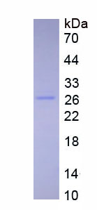 Eukaryotic Interleukin 27A (IL27A)