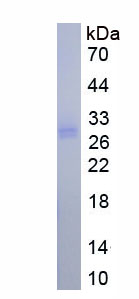 Eukaryotic Interleukin 27A (IL27A)