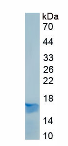 Eukaryotic Myoglobin (MYO)
