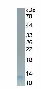 Eukaryotic N-Terminal Pro-Brain Natriuretic Peptide (NT-ProBNP)