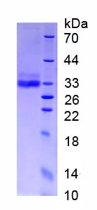 Eukaryotic Adiponectin (ADPN)