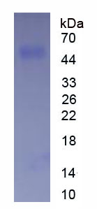 Eukaryotic Cluster Of Differentiation 14 (CD14)