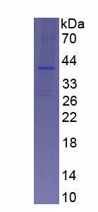 Eukaryotic Apolipoprotein E (APOE)