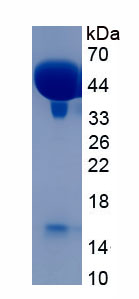 EPA817Ra61.jpg