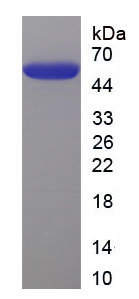 Eukaryotic Von Willebrand Factor (vWF)