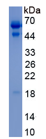Eukaryotic Inhibin Beta A (INHbA)