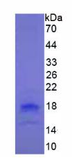 Eukaryotic Tumor Necrosis Factor Ligand Superfamily, Member 18 (TNFSF18)