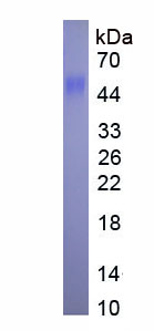 Eukaryotic Tumor Necrosis Factor Ligand Superfamily, Member 4 (TNFSF4)