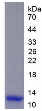 Eukaryotic Parathyroid Hormone (PTH)