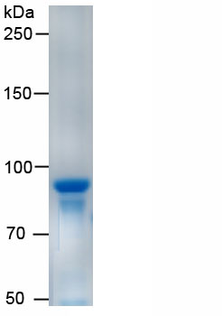 Eukaryotic Osteopontin (OPN)