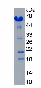 EPA899Hu63.jpg