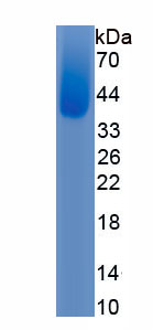 Eukaryotic Bone Sialoprotein (BSP)