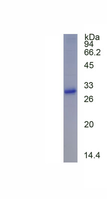 Eukaryotic Cluster Of Differentiation 8a (CD8a)