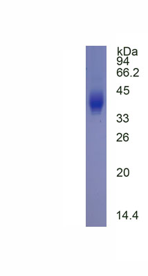 Eukaryotic Cluster Of Differentiation 42b (CD42b)