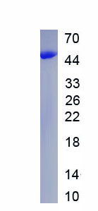 Eukaryotic Cluster Of Differentiation 4 (CD4)