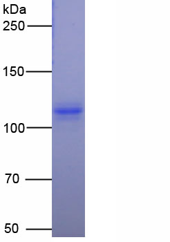 Eukaryotic Transferrin Receptor (TFR)