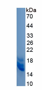 Eukaryotic Agouti Related Protein (AGRP)