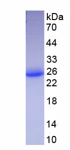 Eukaryotic Interferon Omega (IFNw)