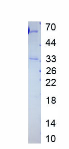 Eukaryotic Glypican 2 (GPC2)