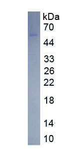 Eukaryotic Lymphocyte Activation Gene 3 (LAG3)