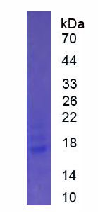 Eukaryotic Interleukin 25 (IL25)